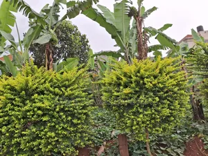 Land at Kitende Kitovu