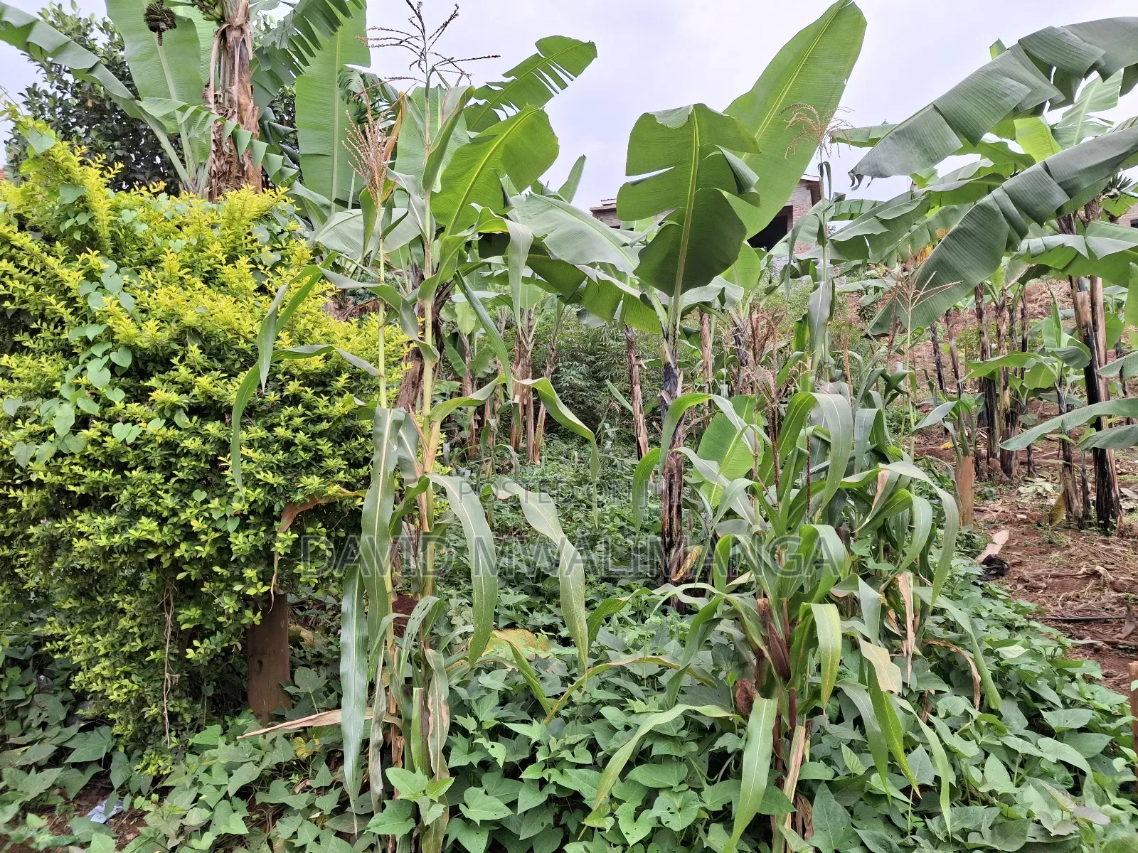 Land at Kitende Kitovu