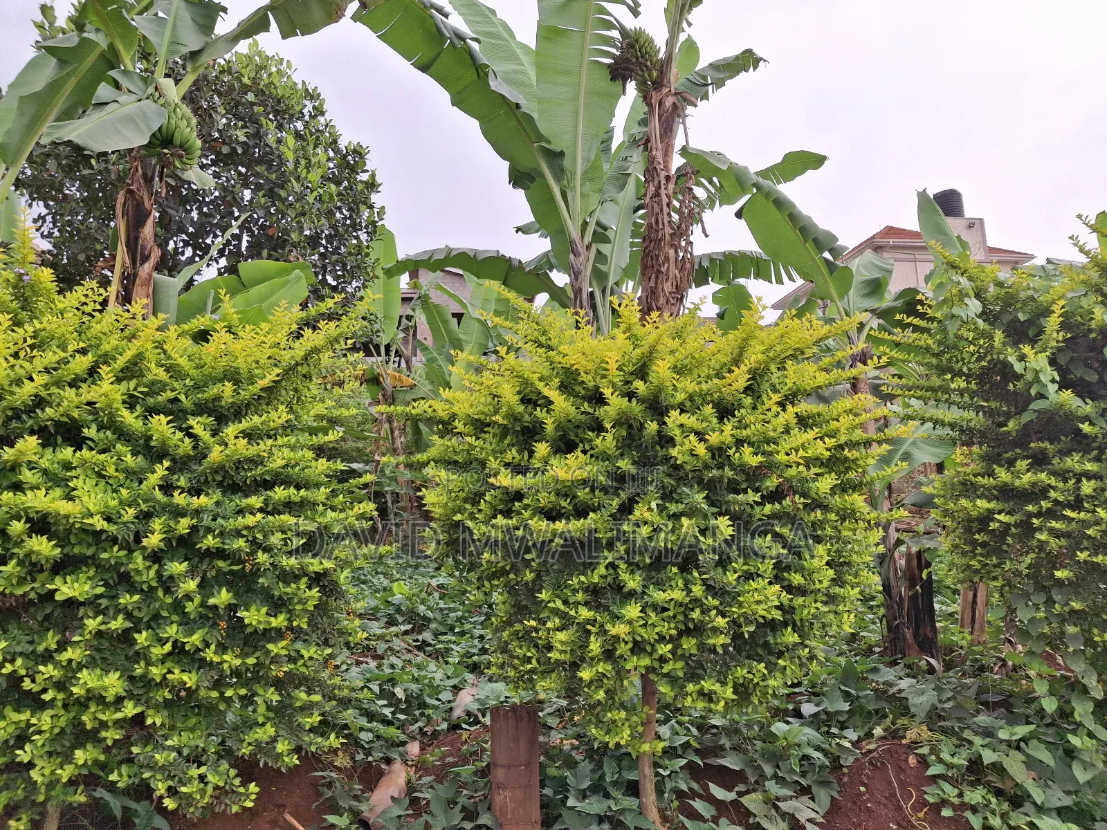 Land at Kitende Kitovu