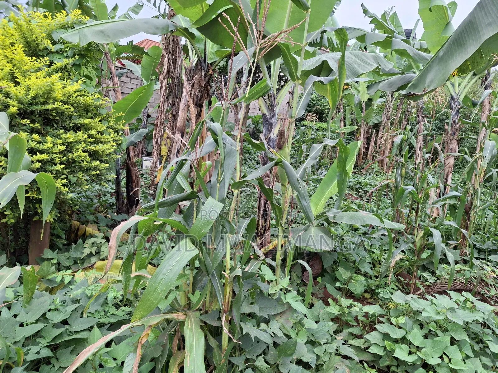 Land at Kitende Kitovu