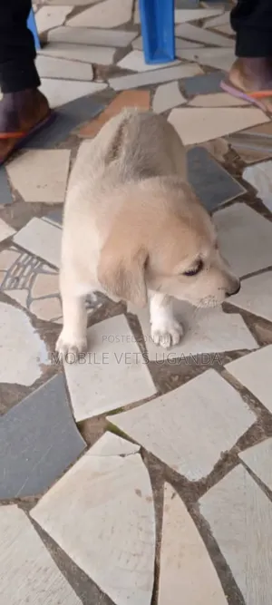0-1 month Male Purebred German Shepherd