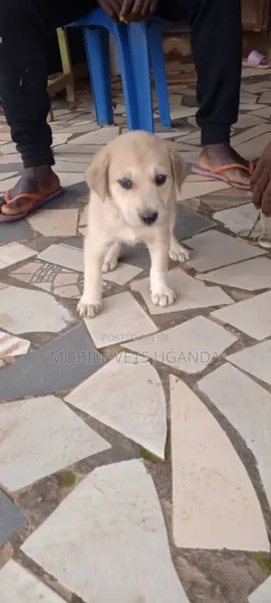 1-3 months Female Purebred German Shepherd