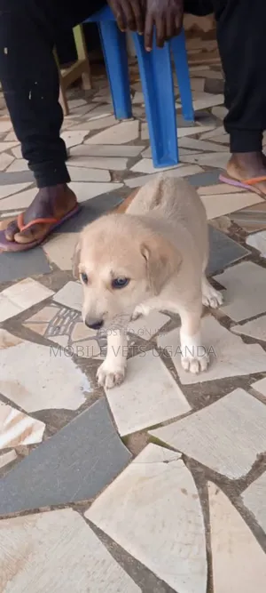3-6 months Male Purebred German Shepherd