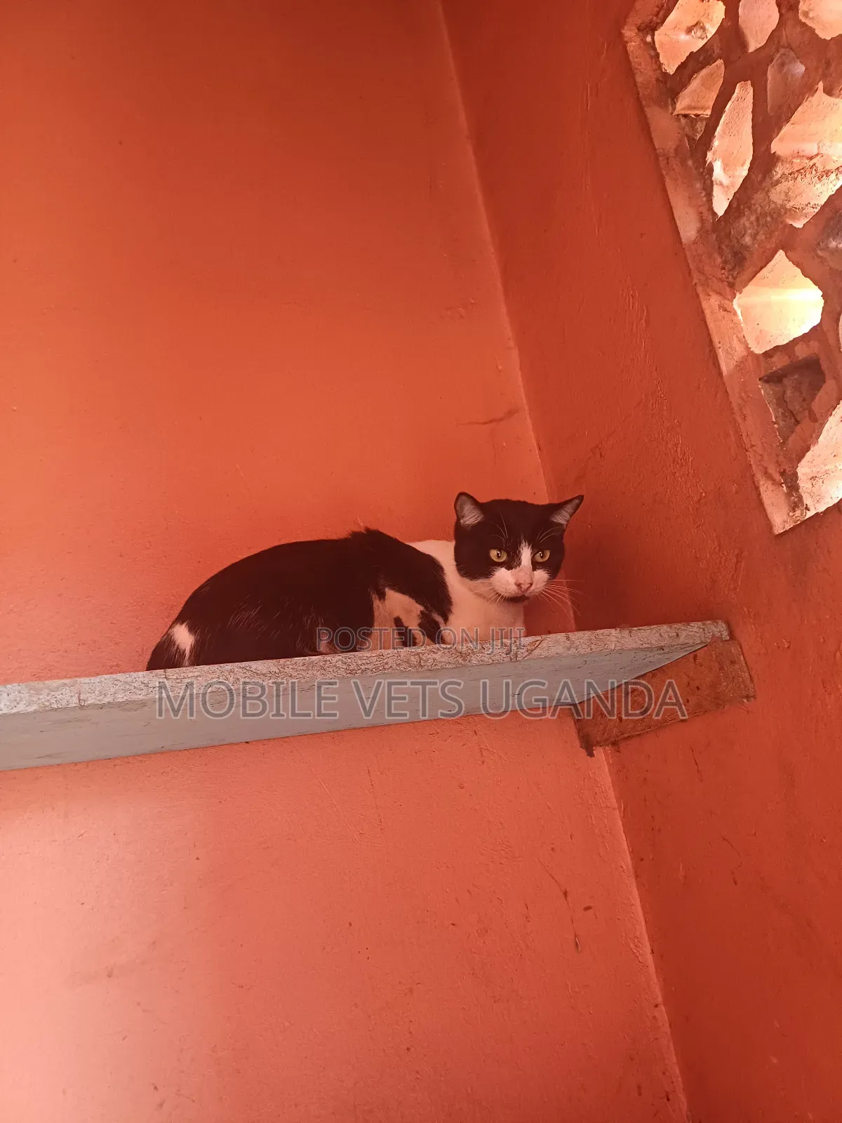 1-3 months Female Purebred Egyptian Mau