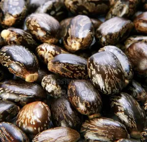 Jamaican Black Castor Oil Per Litre Wholesale