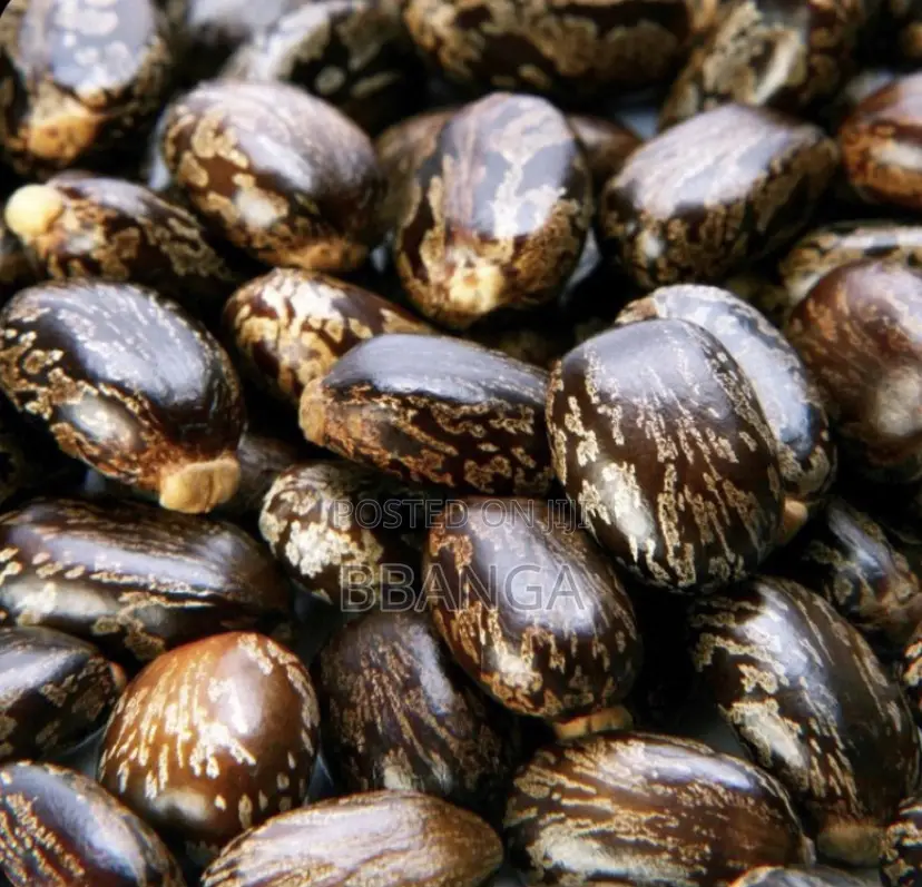 Jamaican Black Castor Oil Per Litre Wholesale