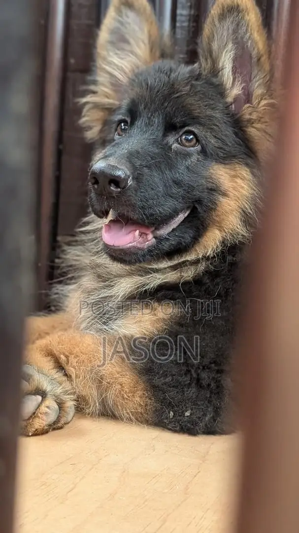 3-6 months Male Purebred German Shepherd