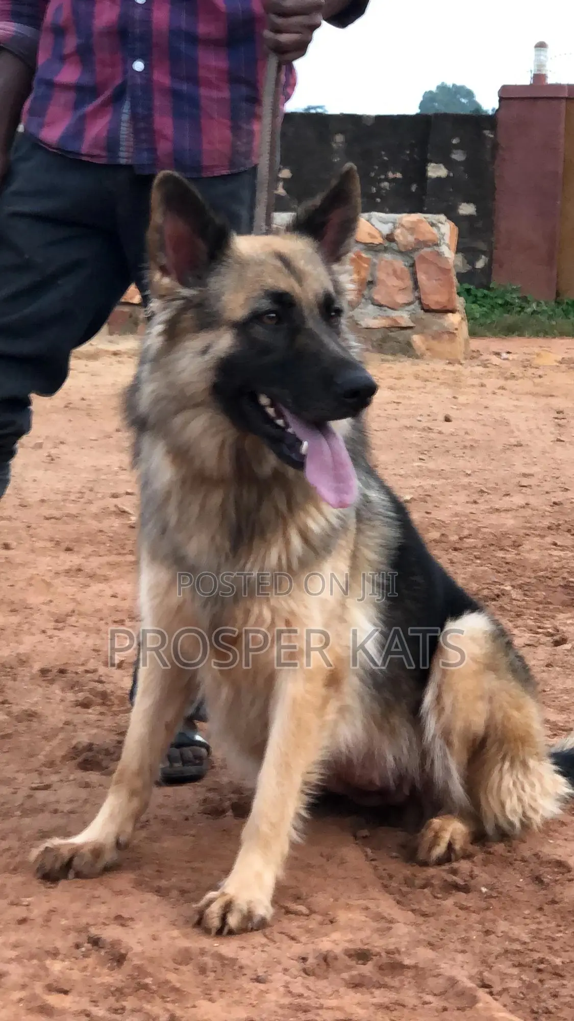 6-12 months Female Purebred German Shepherd