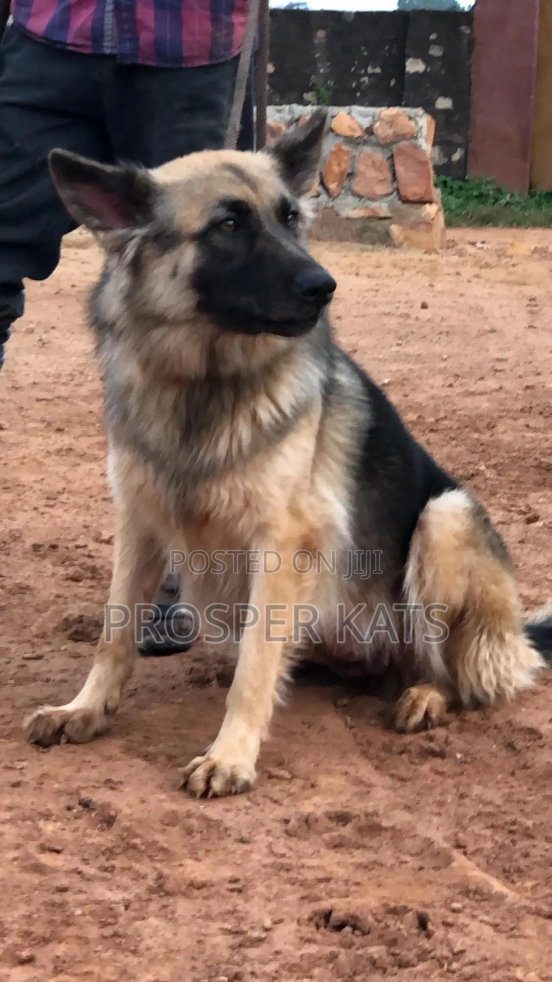 6-12 months Female Purebred German Shepherd