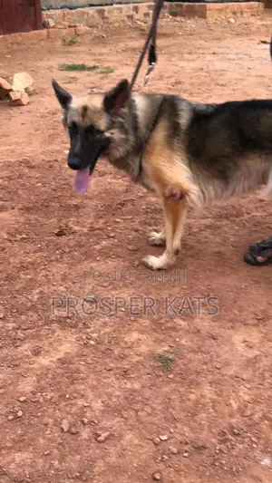 6-12 months Female Purebred German Shepherd