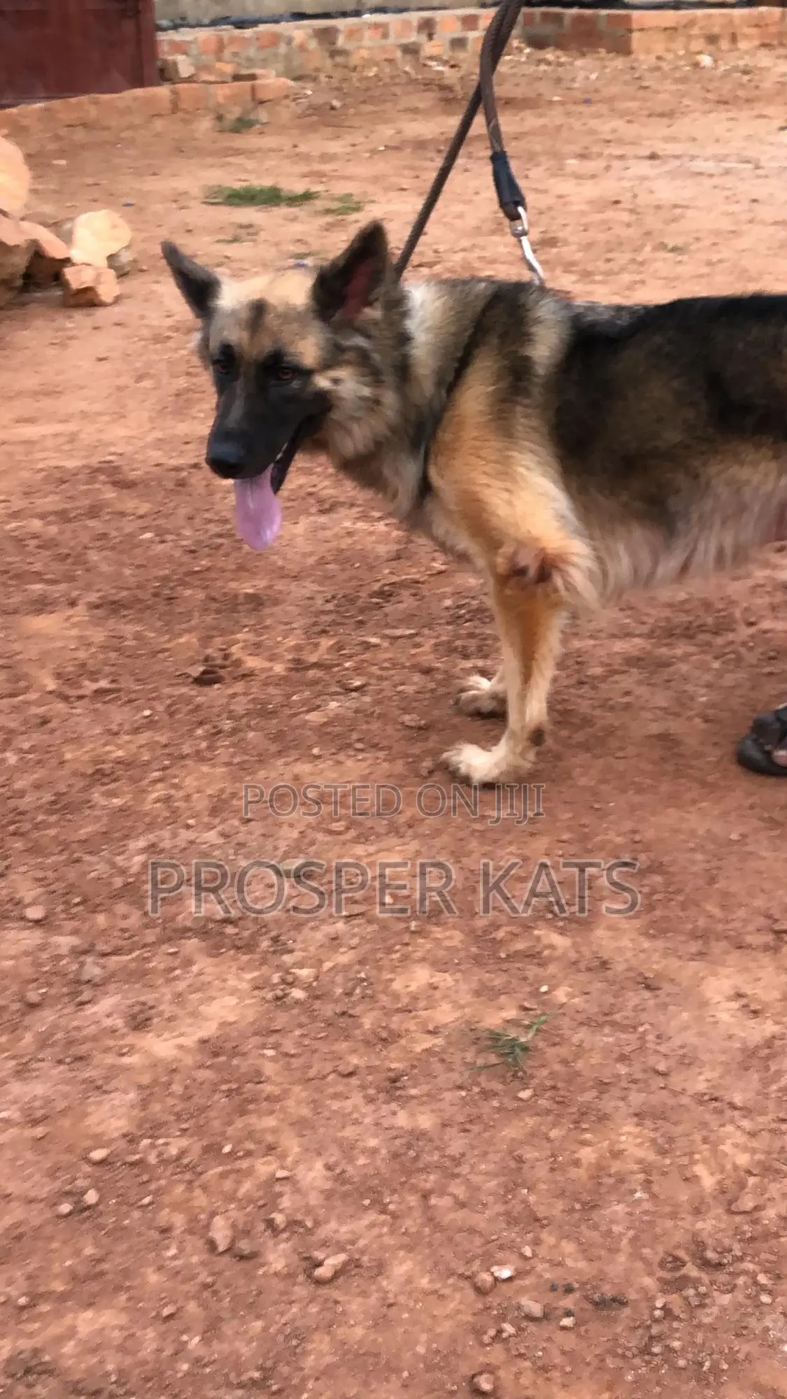 6-12 months Female Purebred German Shepherd