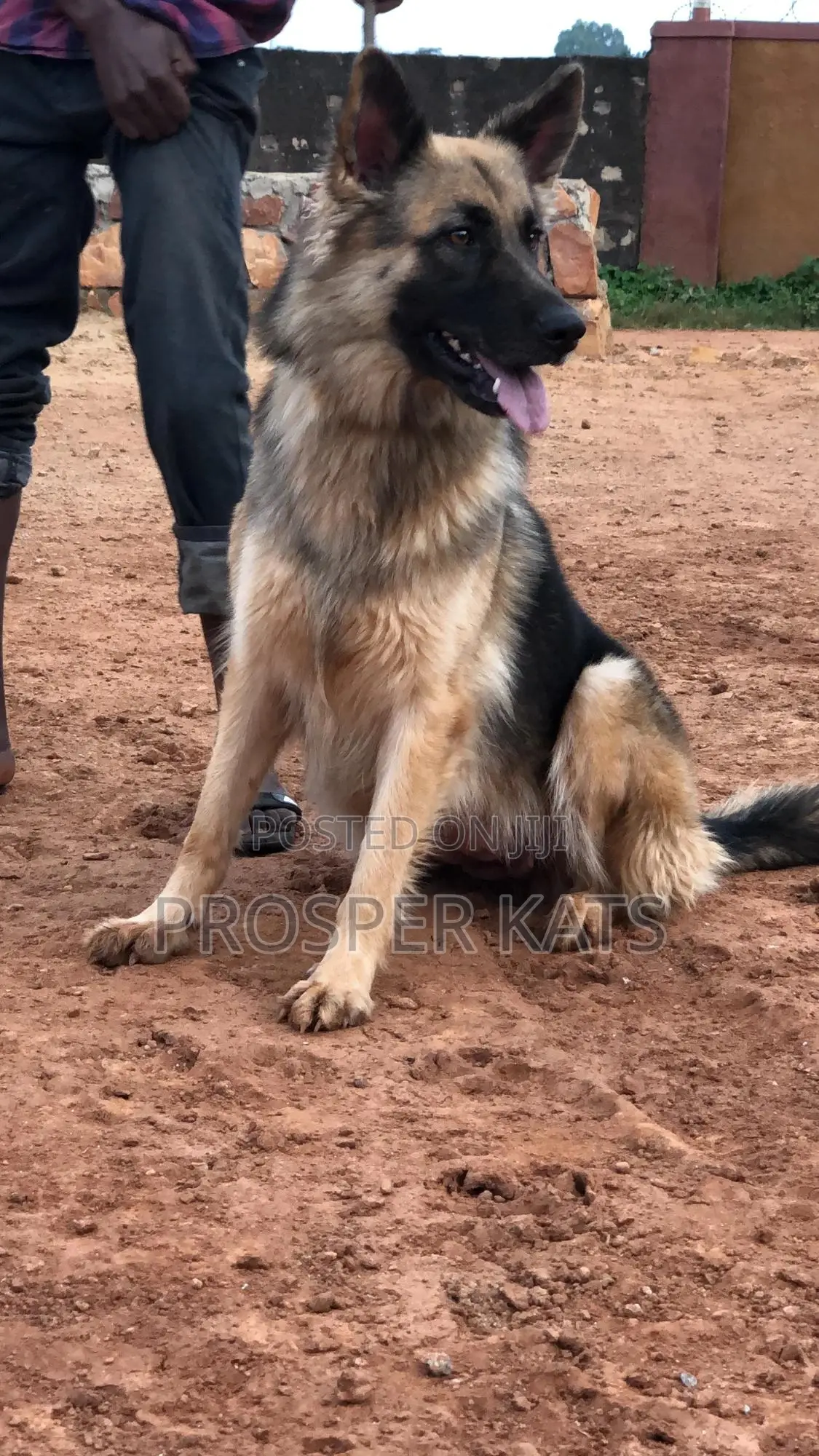 6-12 months Female Purebred German Shepherd