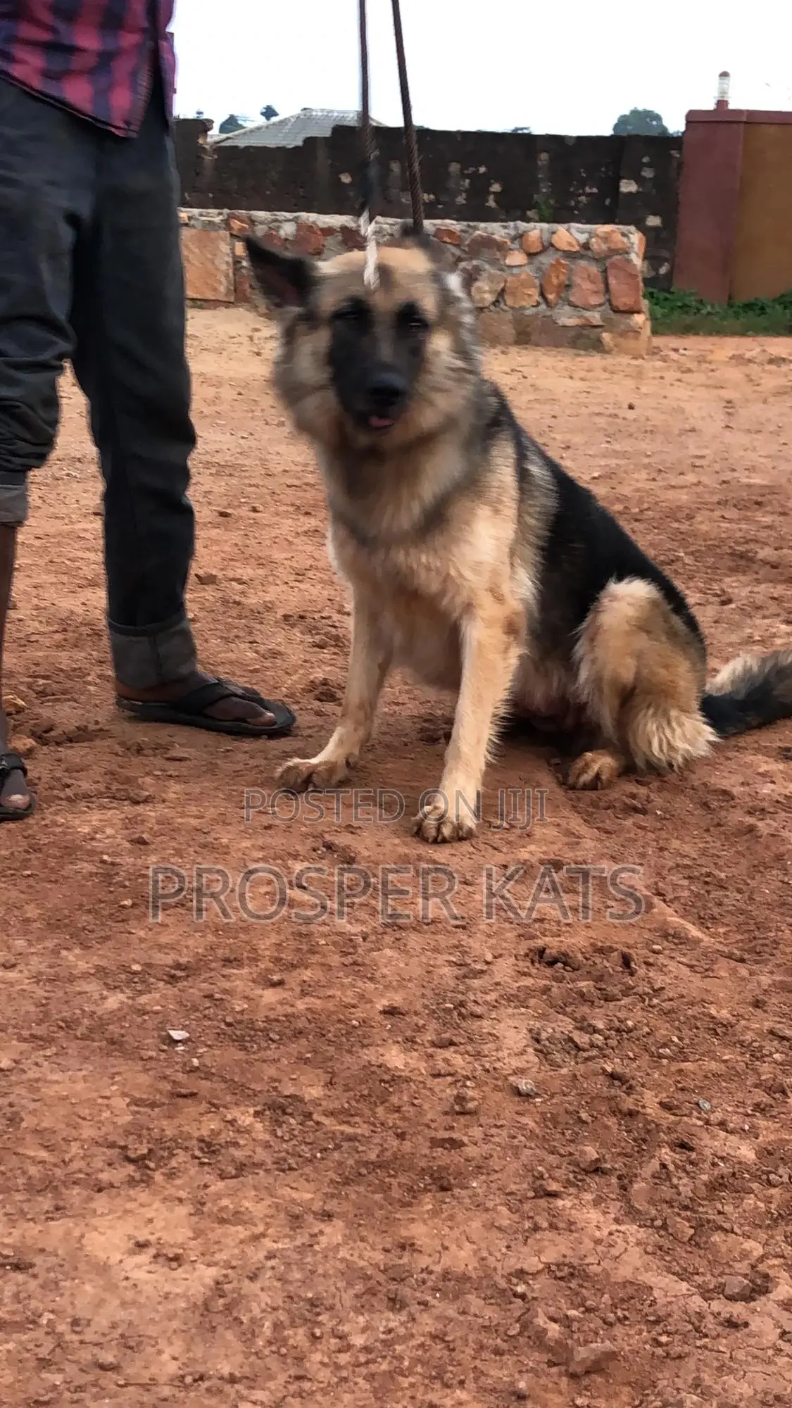 6-12 months Female Purebred German Shepherd