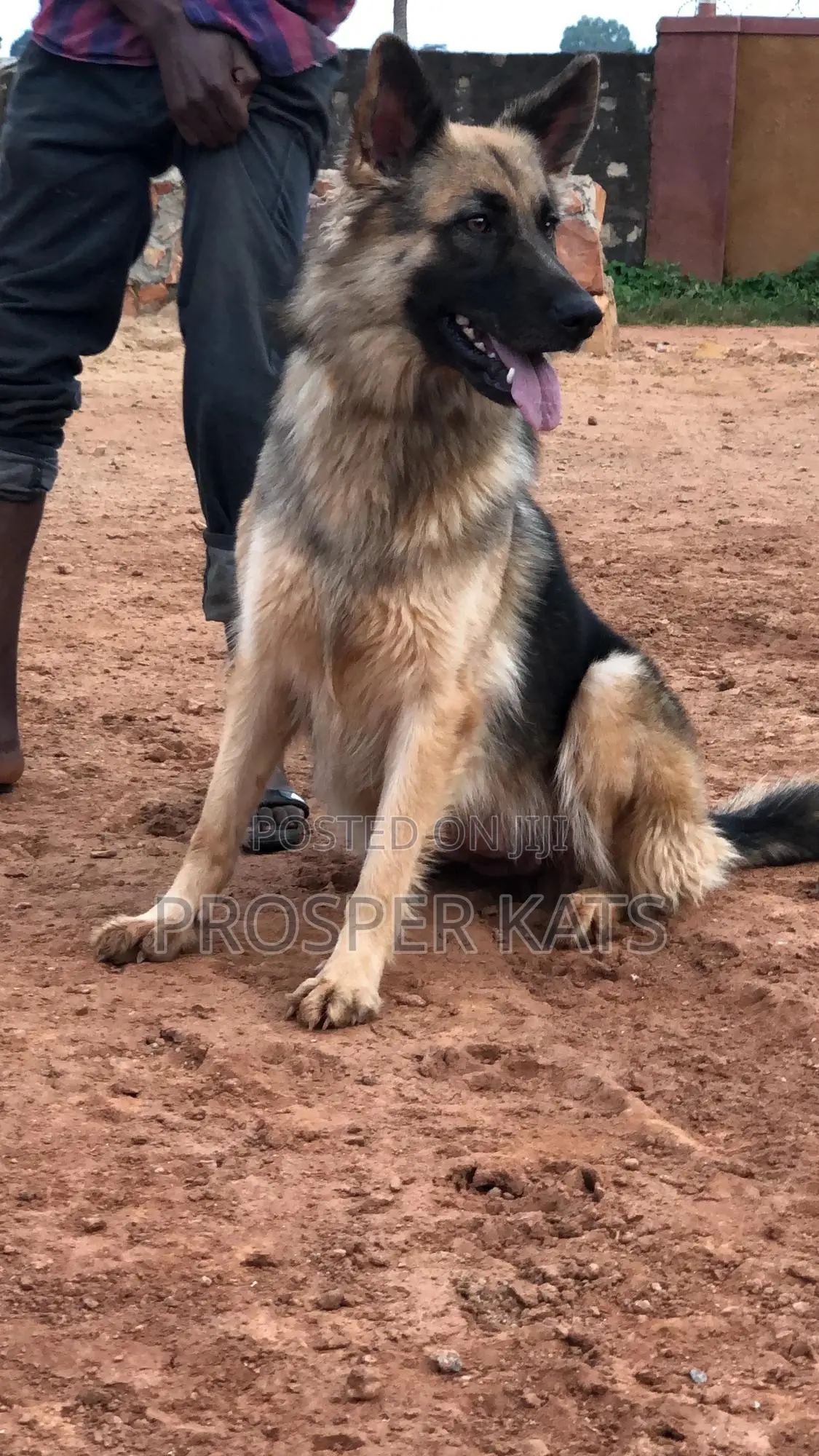 6-12 months Female Purebred German Shepherd