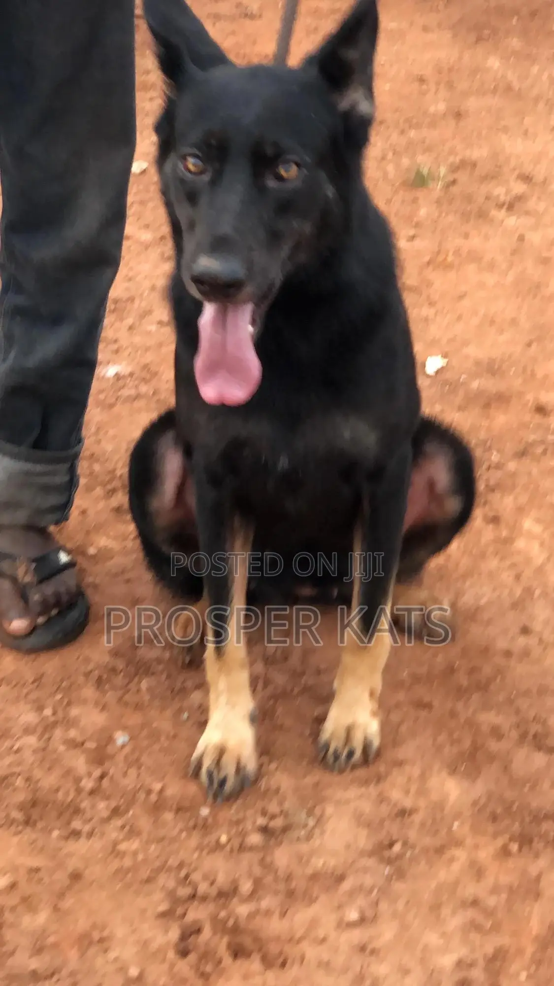 6-12 months Female Purebred German Shepherd
