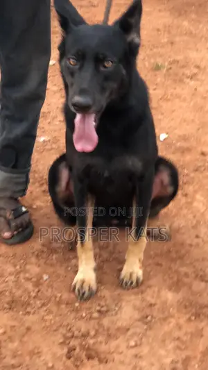 6-12 months Female Purebred German Shepherd