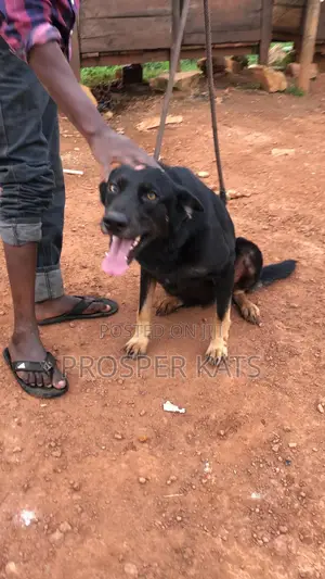 6-12 months Female Purebred German Shepherd