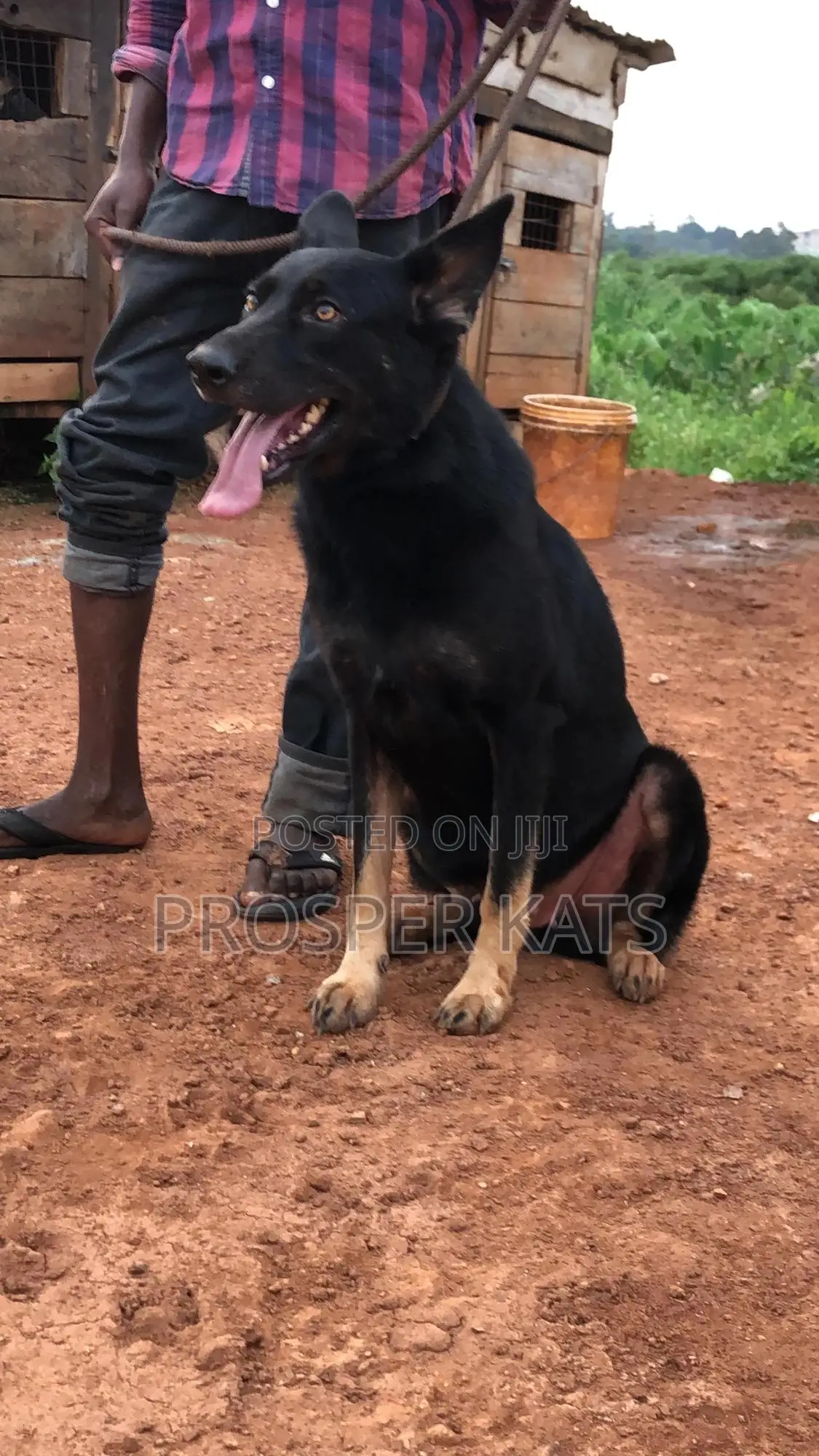 6-12 months Female Purebred German Shepherd