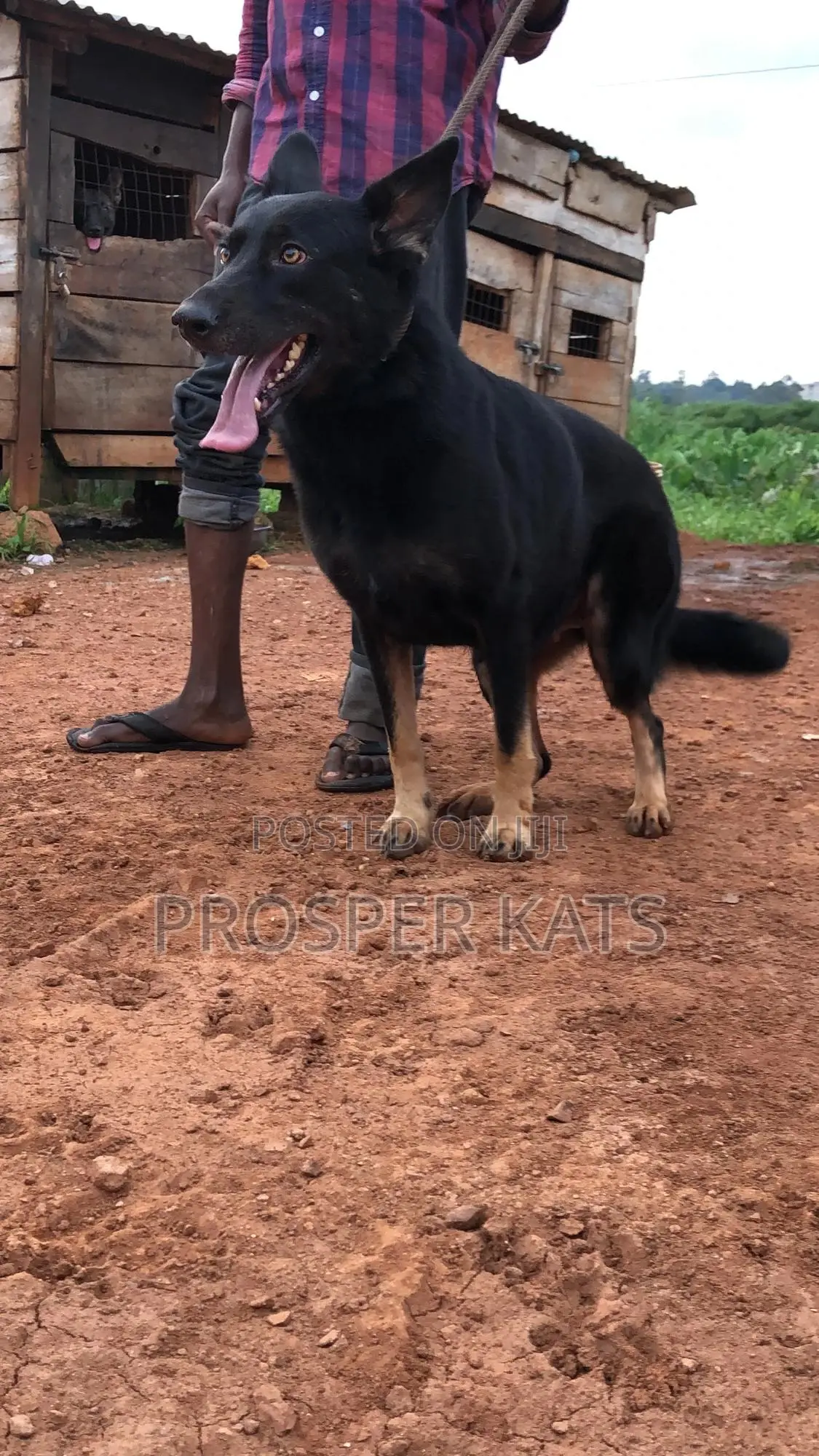 6-12 months Female Purebred German Shepherd