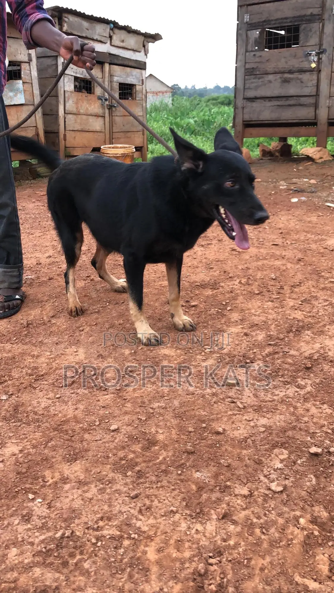 6-12 months Female Purebred German Shepherd