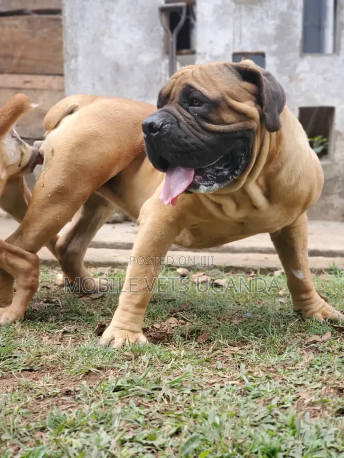 6-12 months Male Purebred Boerboel