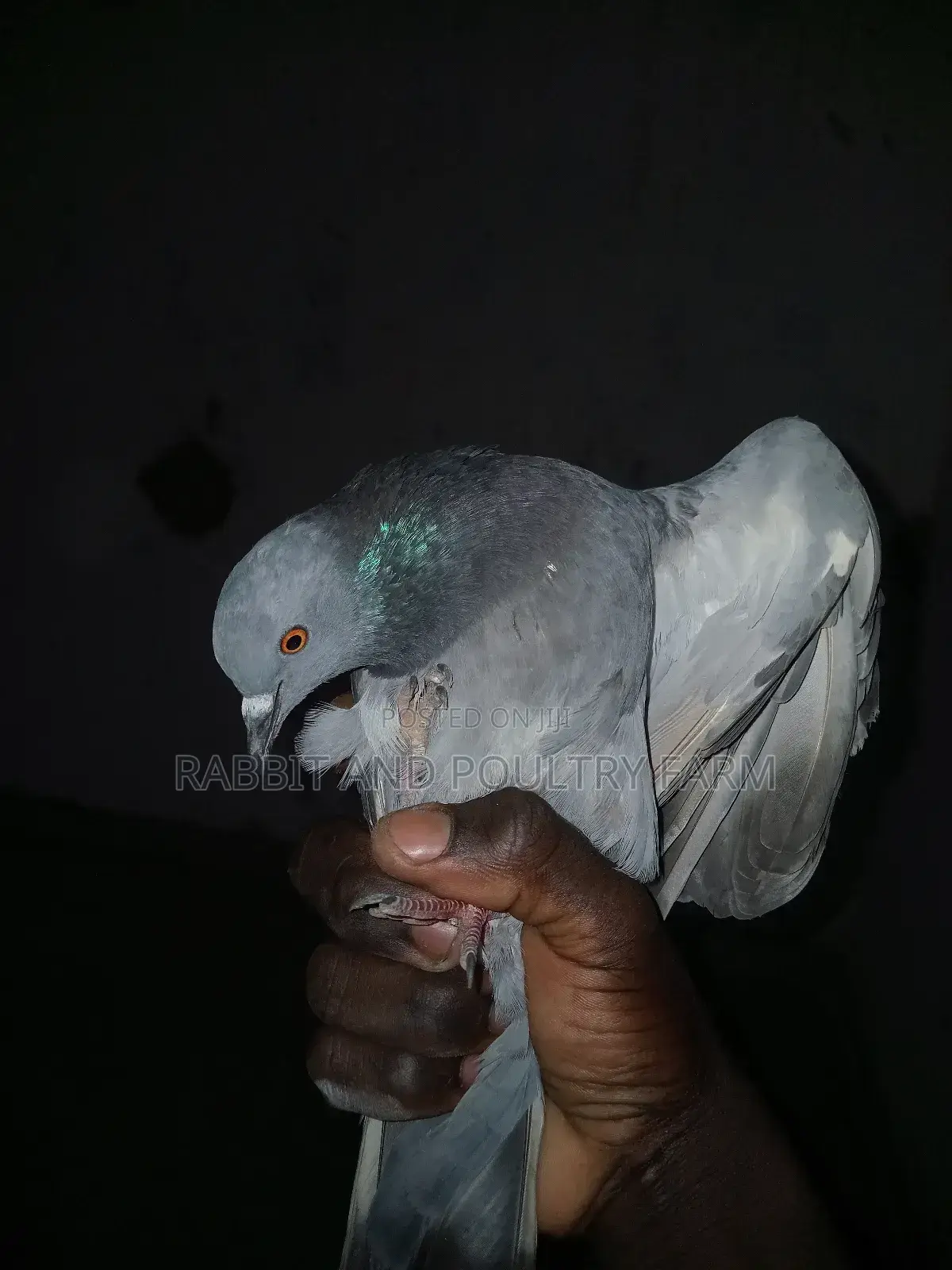 Quality Pigeons in Munyonyo [A Pair]