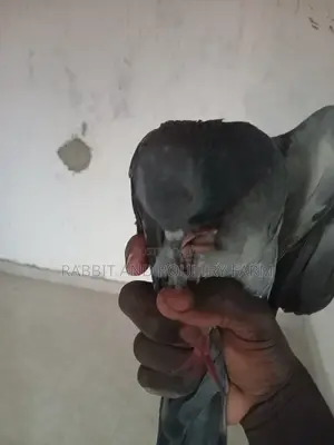 Quality Pigeons in Munyonyo [A Pair]