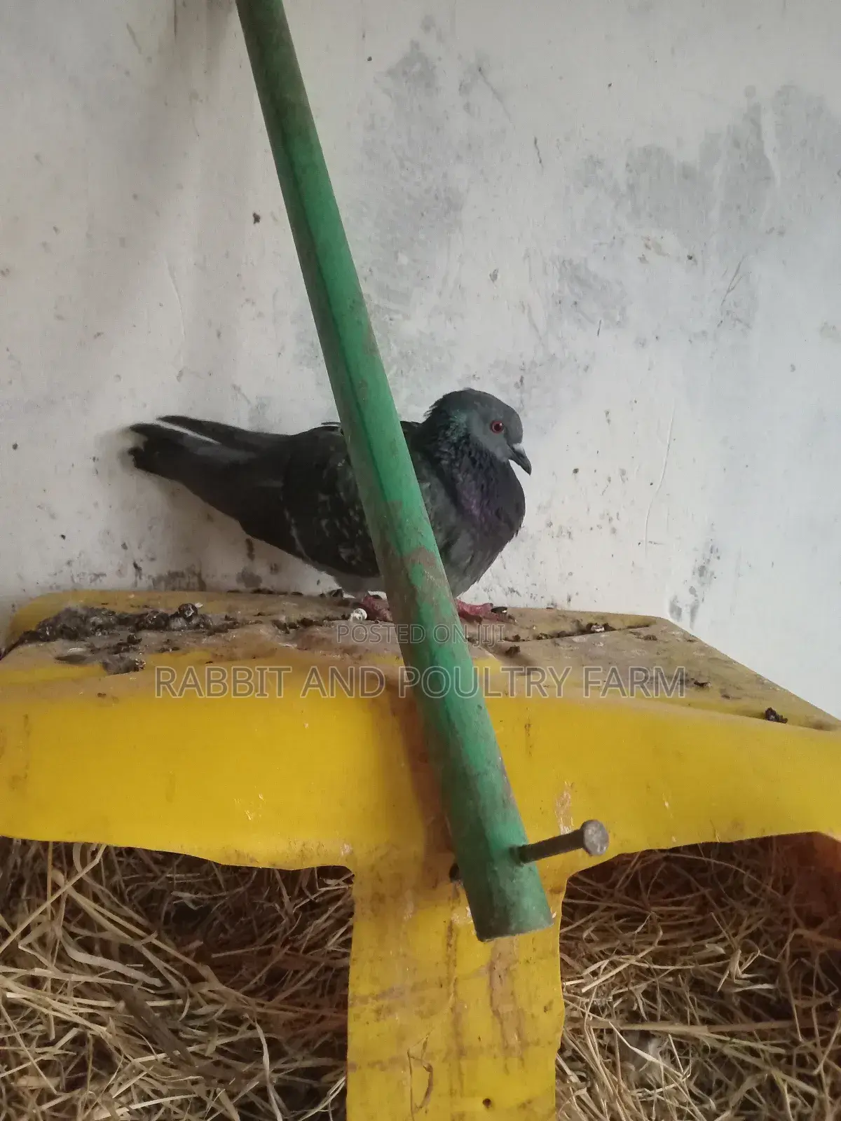Quality Pigeons in Munyonyo [A Pair]
