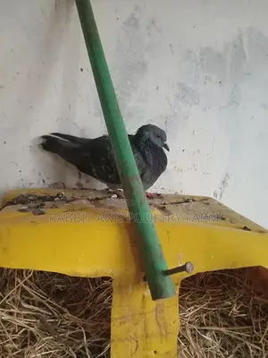 Quality Pigeons in Munyonyo [A Pair]