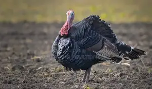 Turkey's in Munyonyo [Prices Vary With Size]