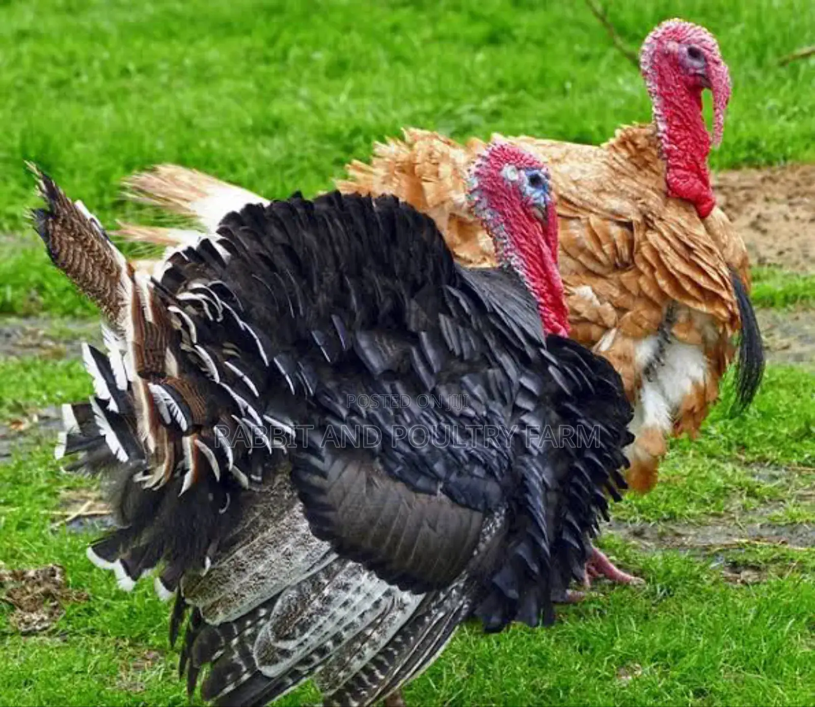 Turkey's in Munyonyo [Prices Vary With Size]
