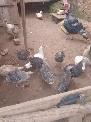 Turkey's in Munyonyo [Prices Vary With Size]