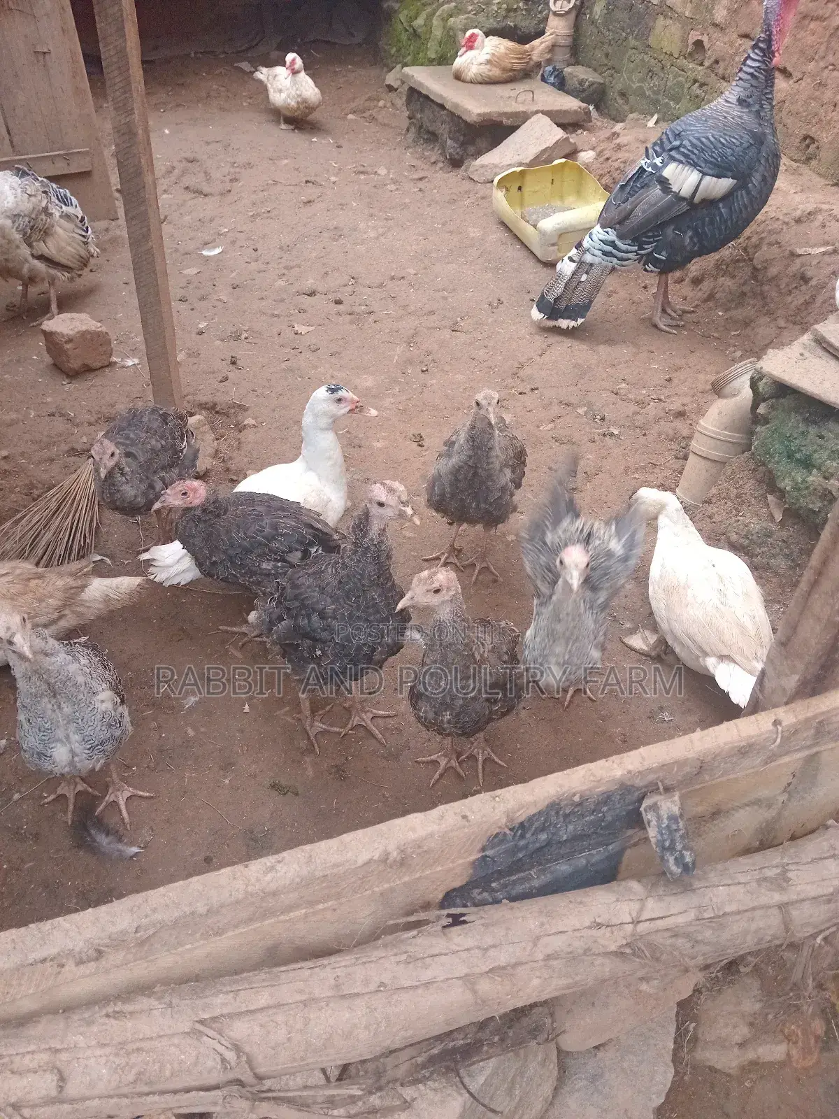 Turkey's in Munyonyo [Prices Vary With Size]