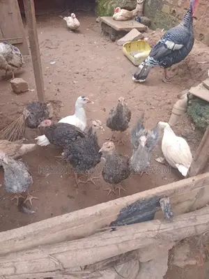 Turkey's in Munyonyo [Prices Vary With Size]