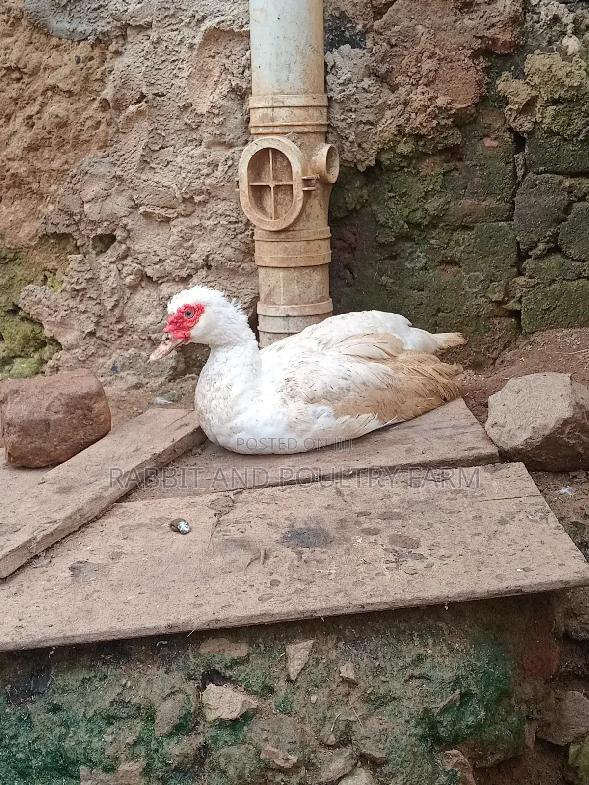Ducks and Ducklings in Munyonyo