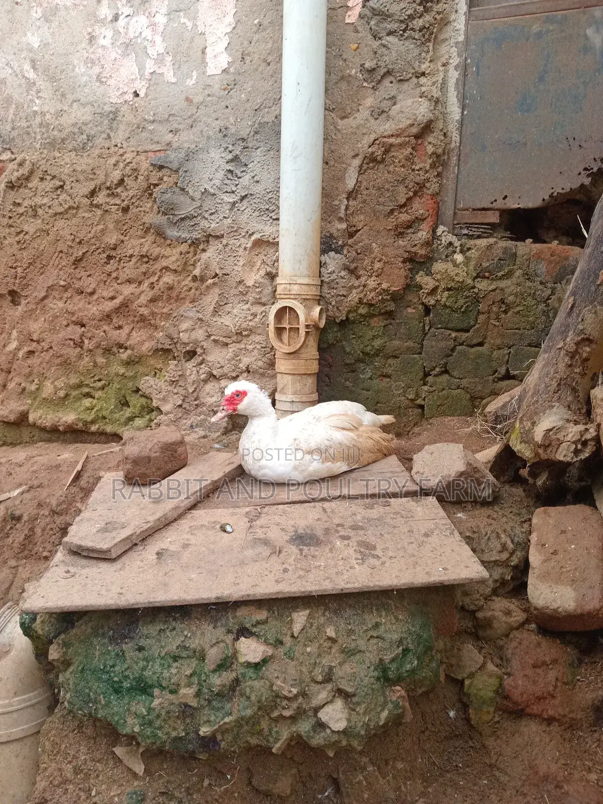 Ducks and Ducklings in Munyonyo