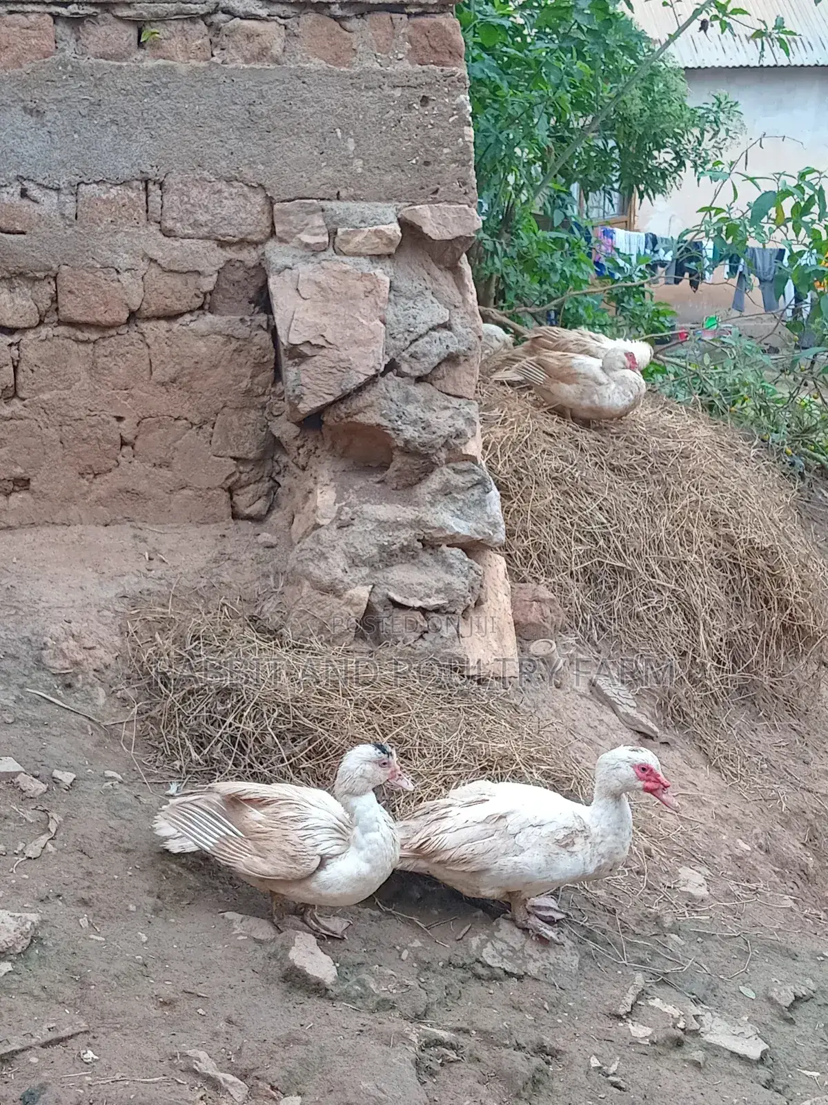 Ducks and Ducklings in Munyonyo