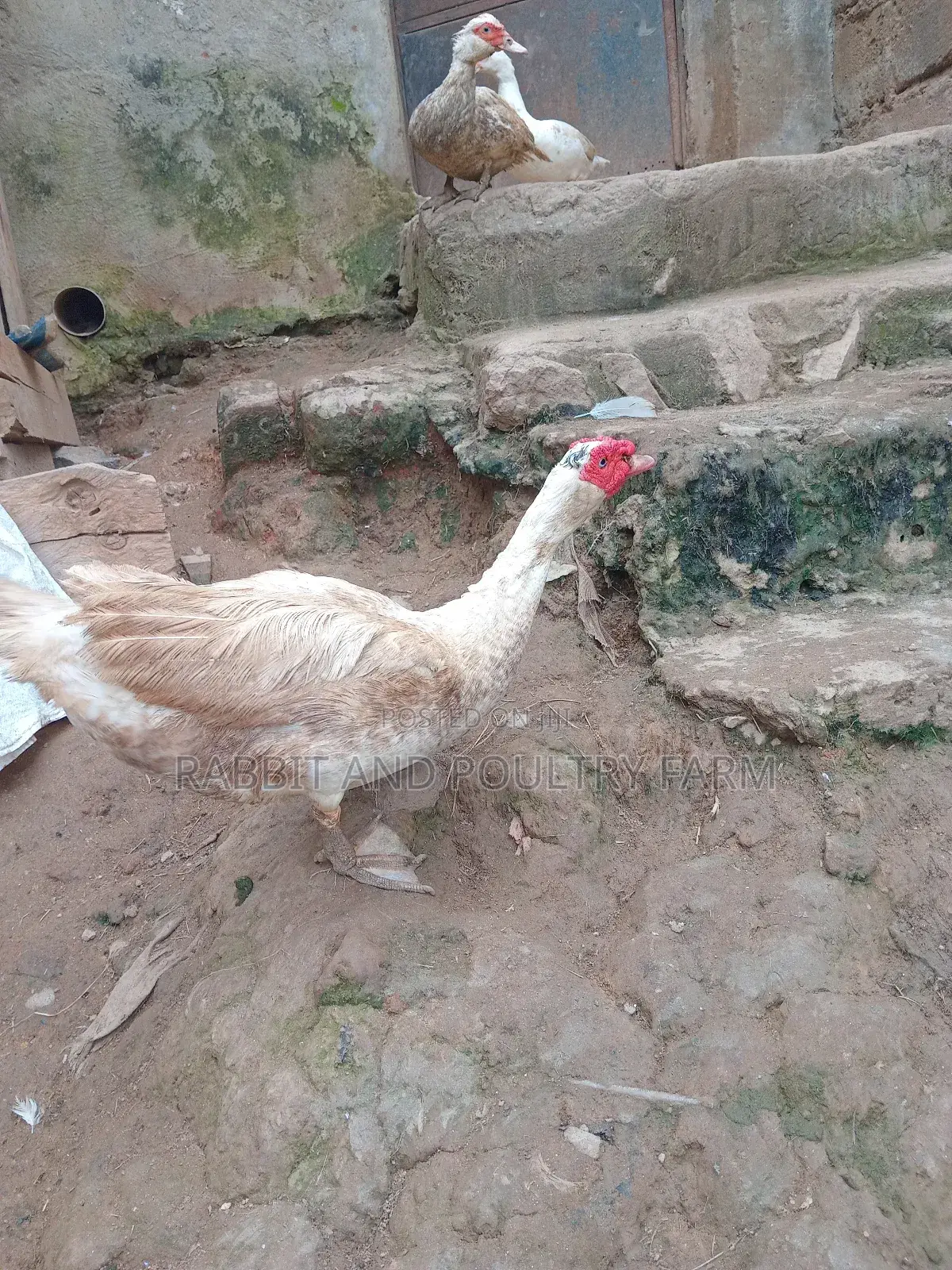 Ducks and Ducklings in Munyonyo