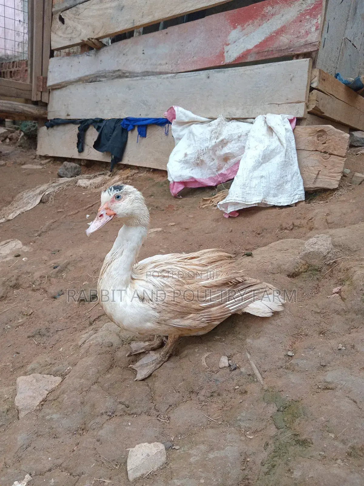 Ducks and Ducklings in Munyonyo