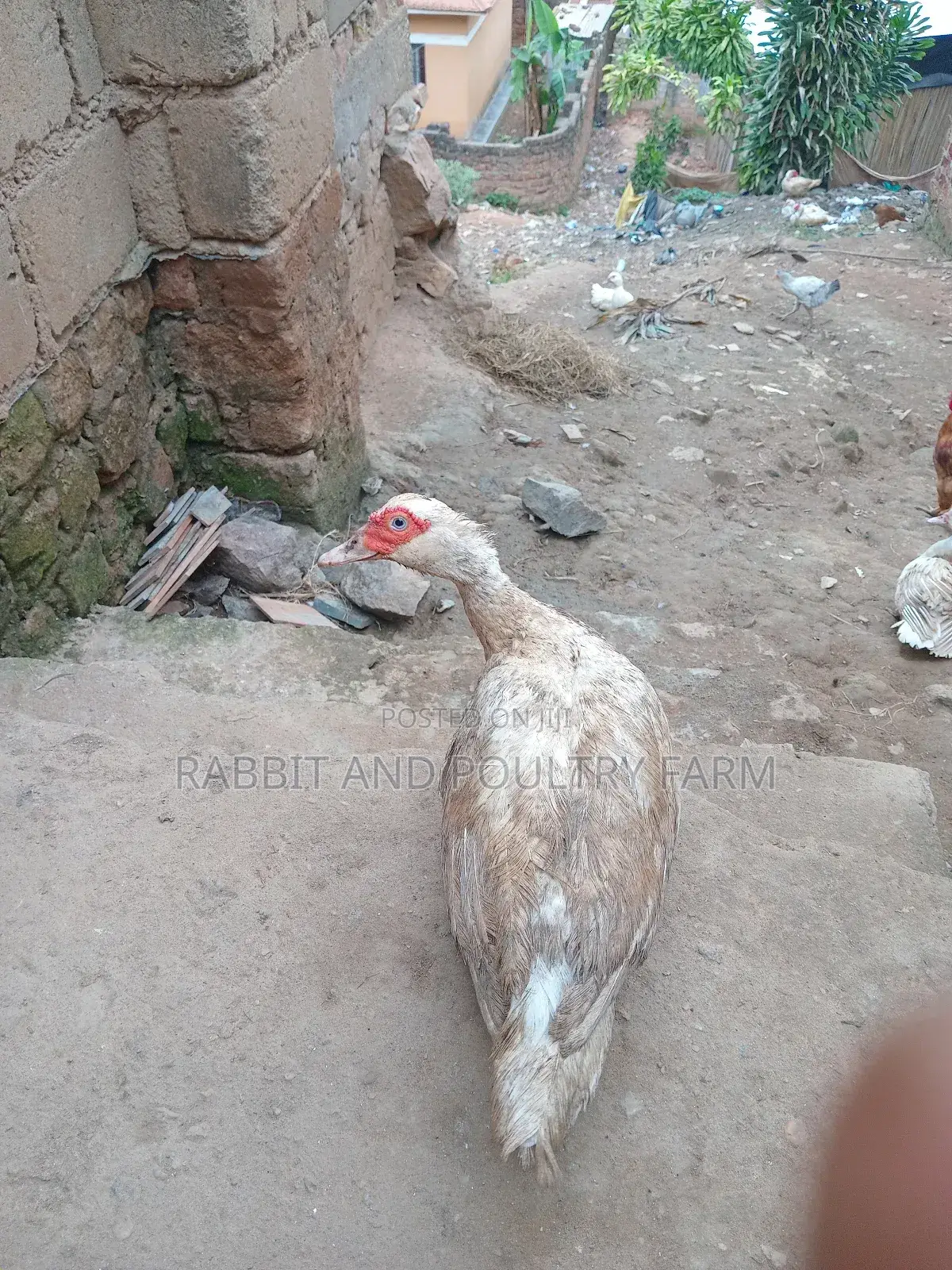 Ducks and Ducklings in Munyonyo