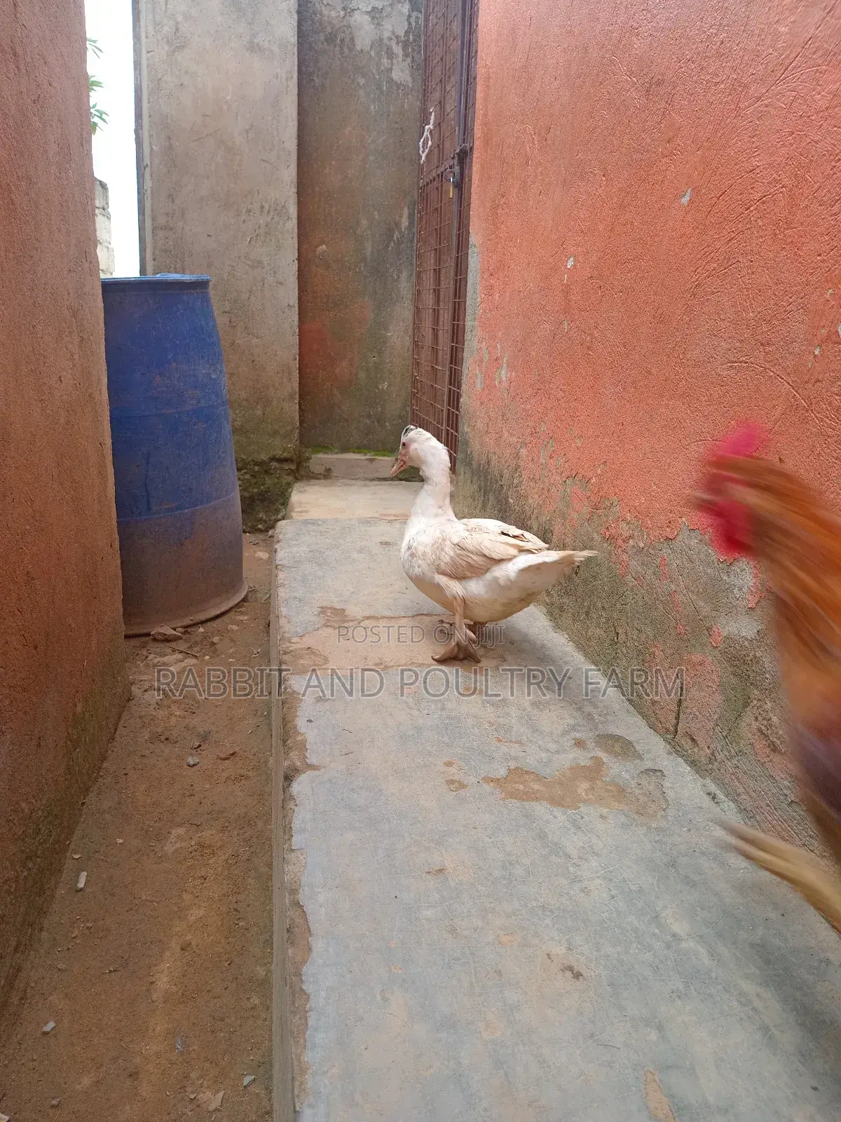 Ducks and Ducklings in Munyonyo