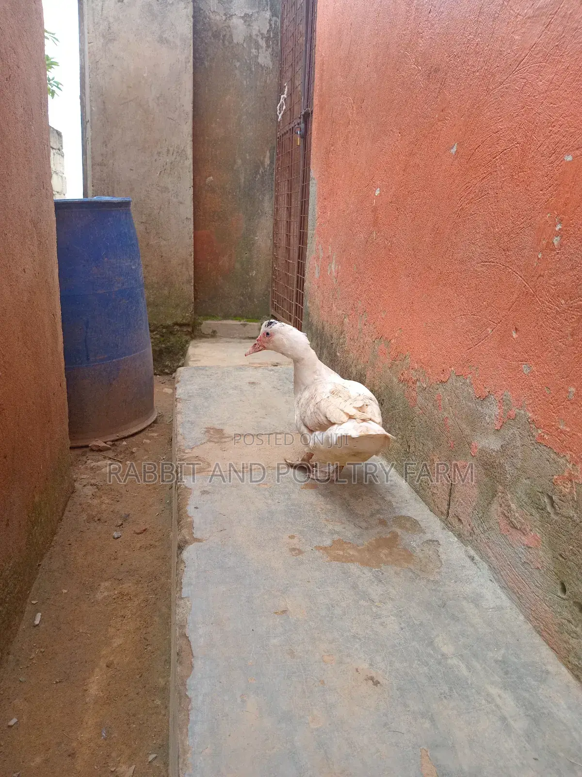 Ducks and Ducklings in Munyonyo
