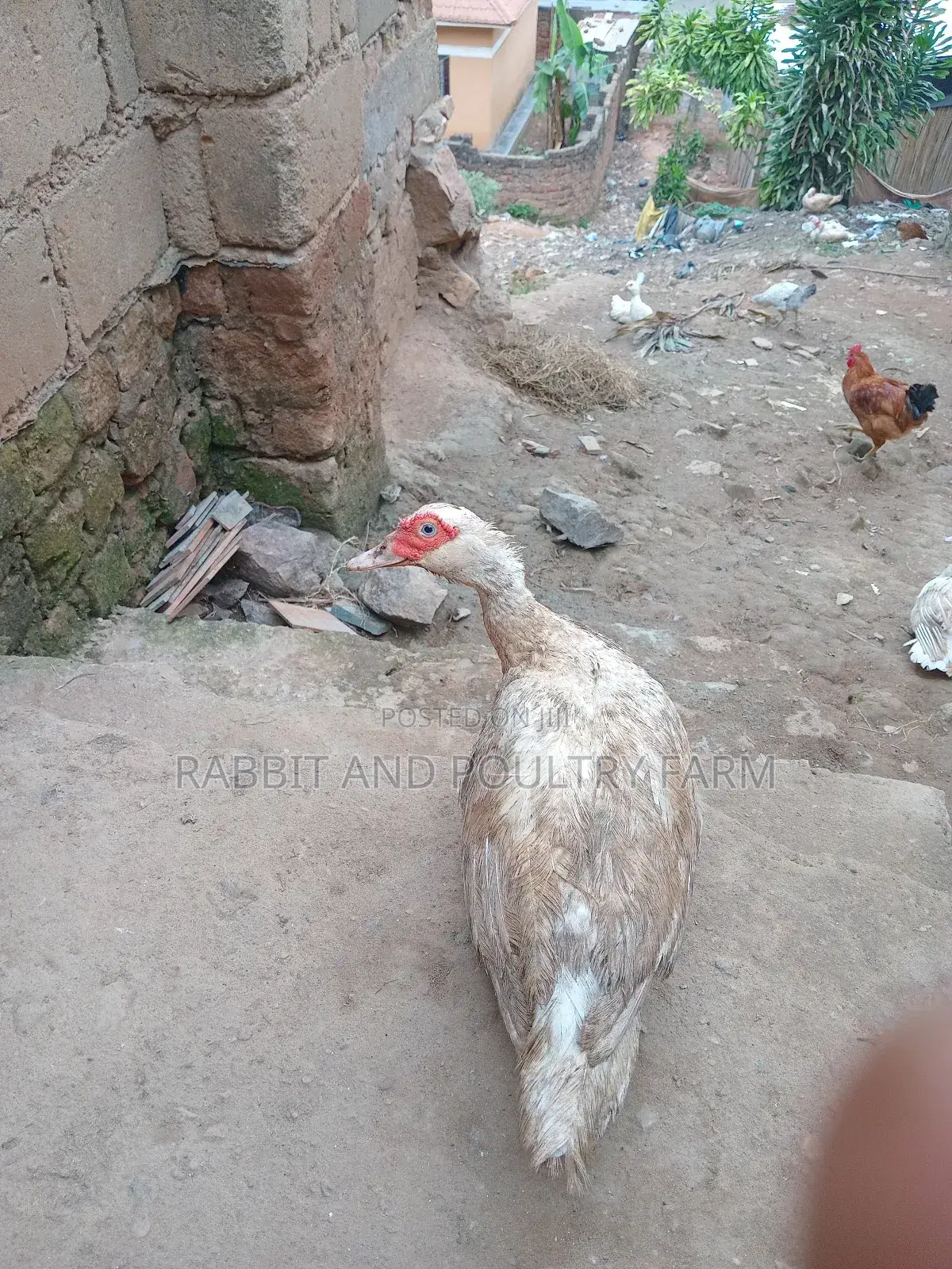 Ducks and Ducklings in Munyonyo