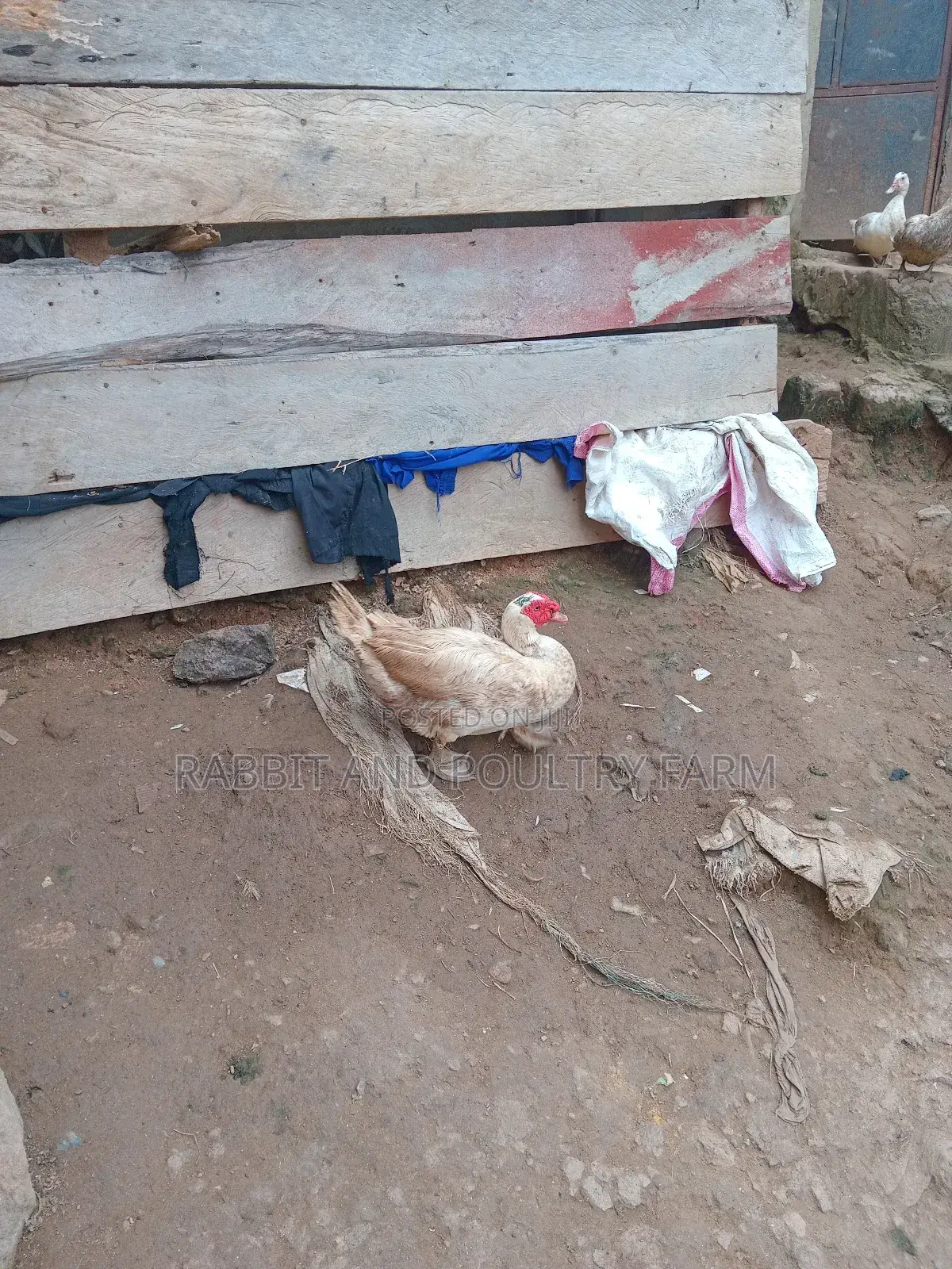 Ducks and Ducklings in Munyonyo
