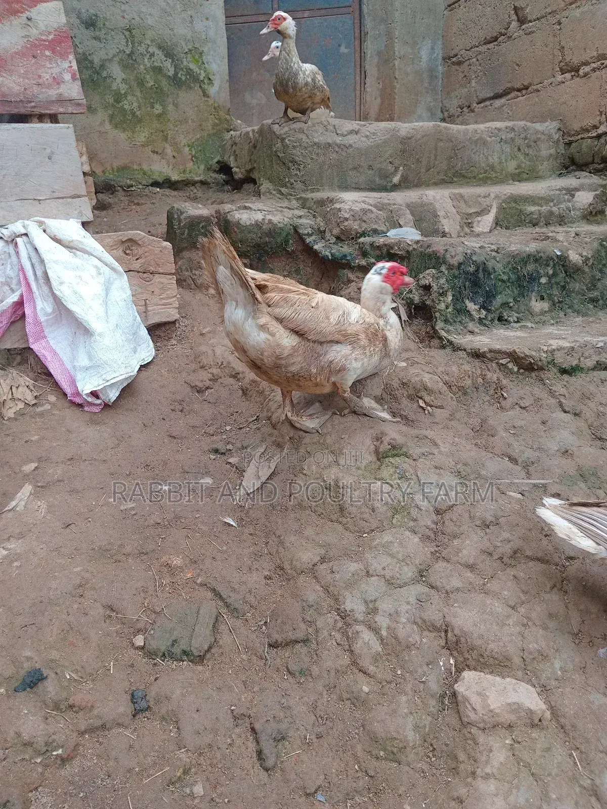 Ducks and Ducklings in Munyonyo