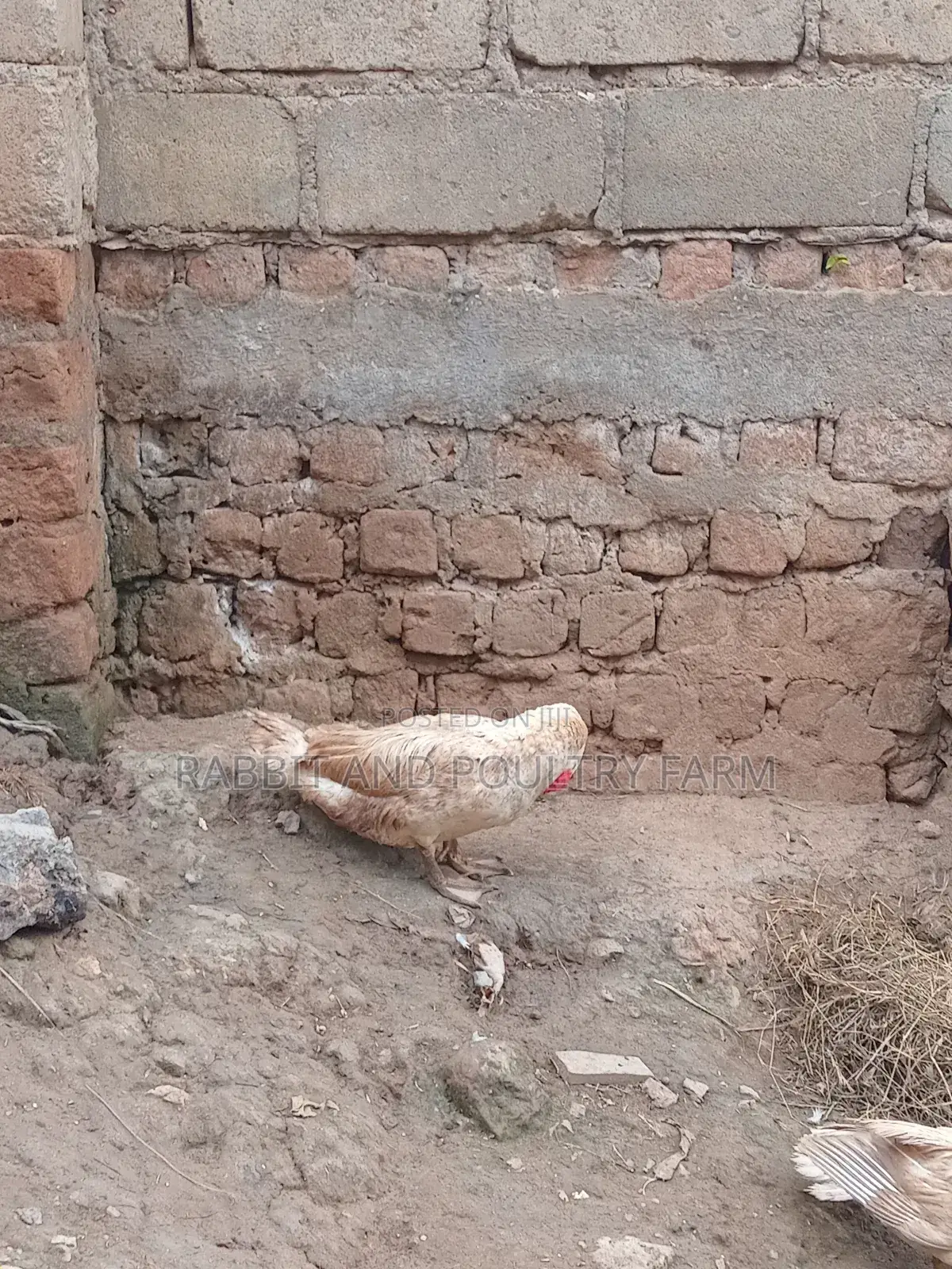 Ducks and Ducklings in Munyonyo