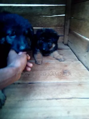 0-1 month Male Purebred German Shepherd