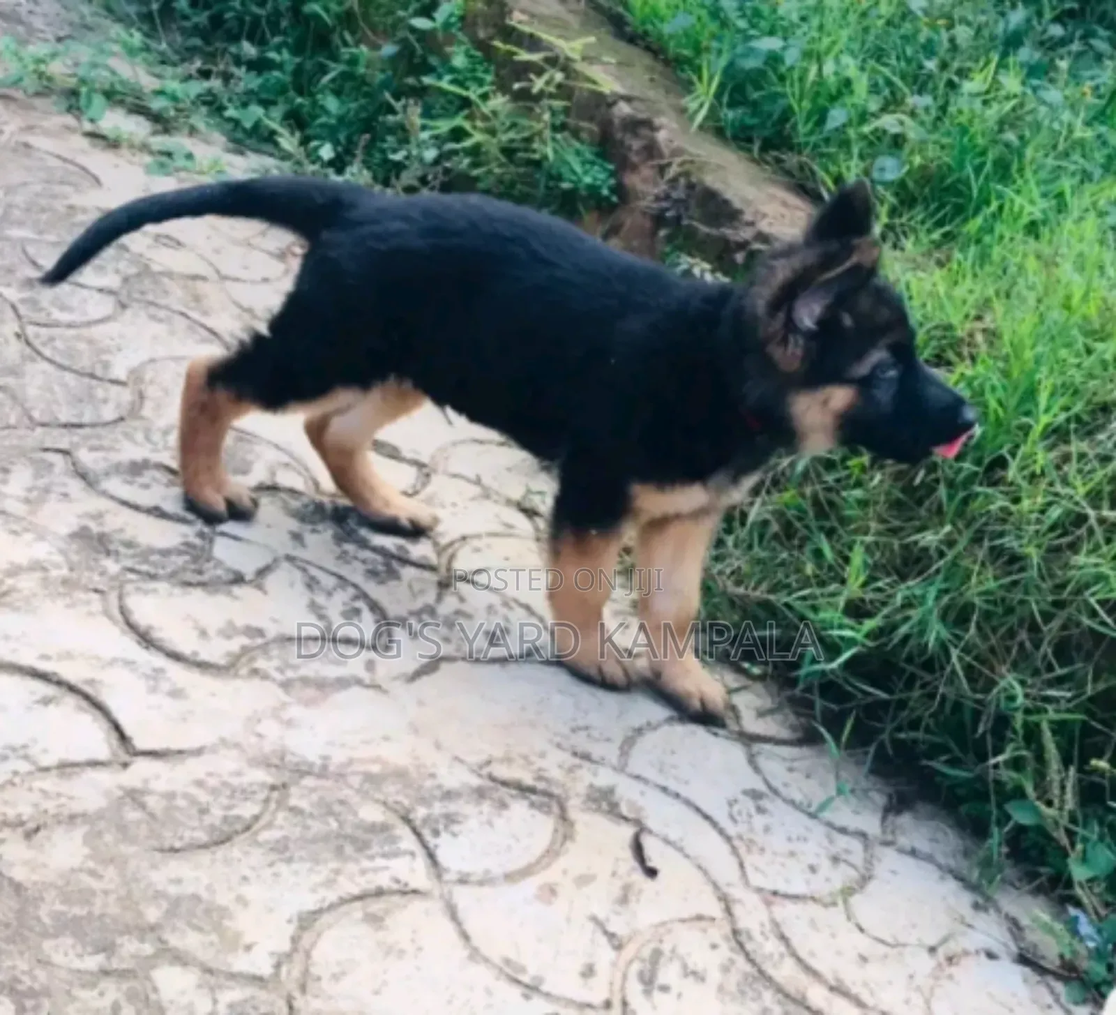 0-1 month Male Purebred German Shepherd