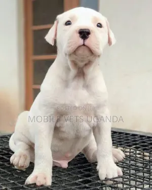 1-3 months Male Purebred Dogo Argentino