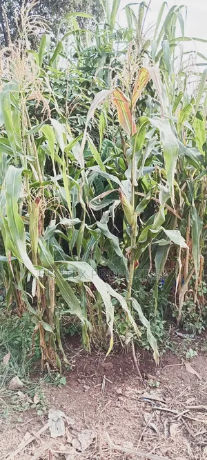 320 Acres for Sale in Bbale-Kayunga Each at 7m